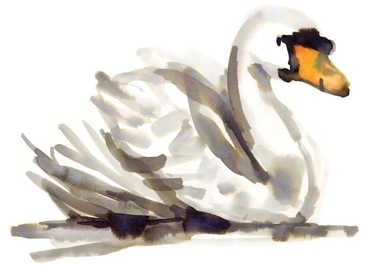 Swan+_WEB_.jpg