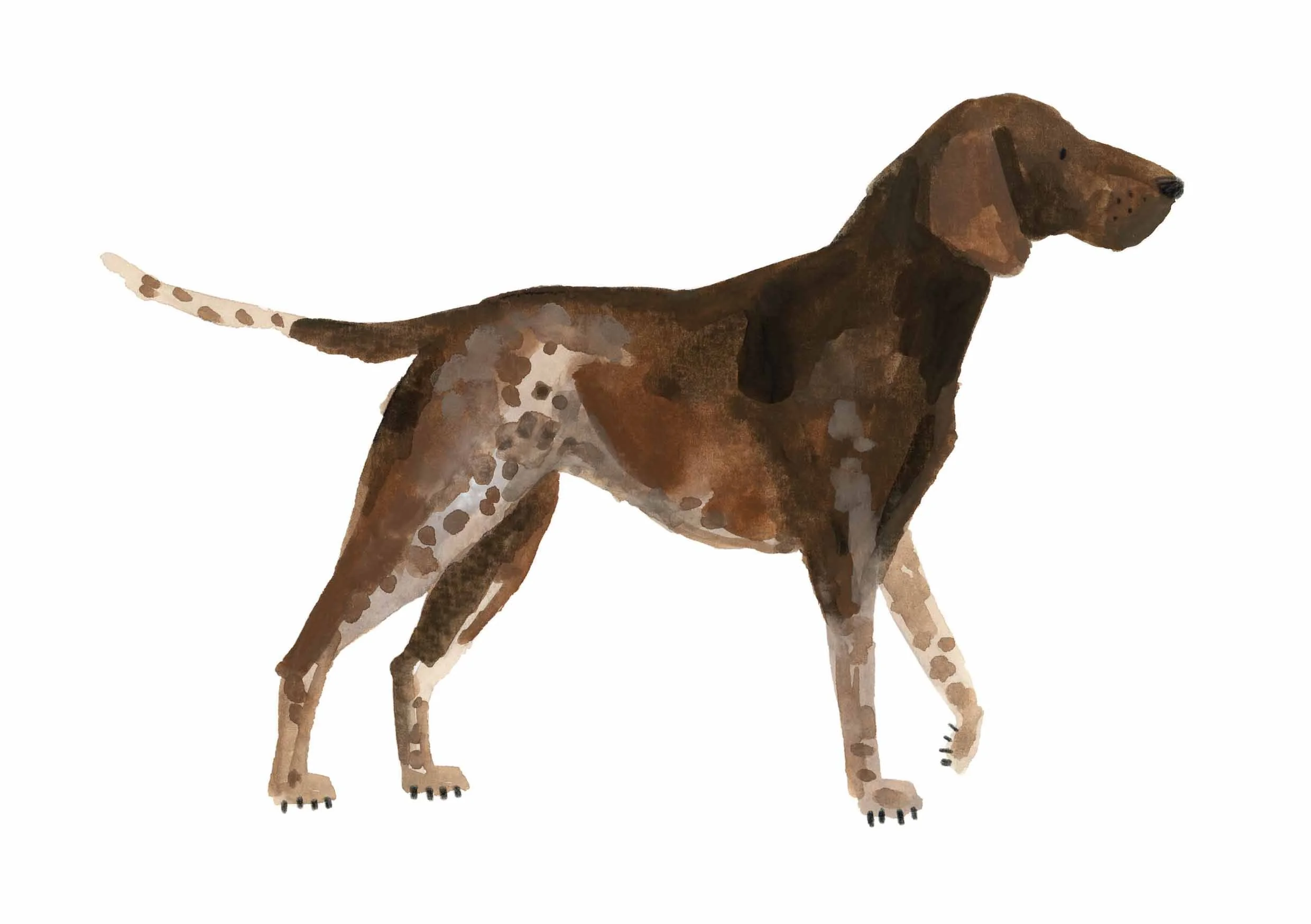 Pointer Print 1 online.jpg