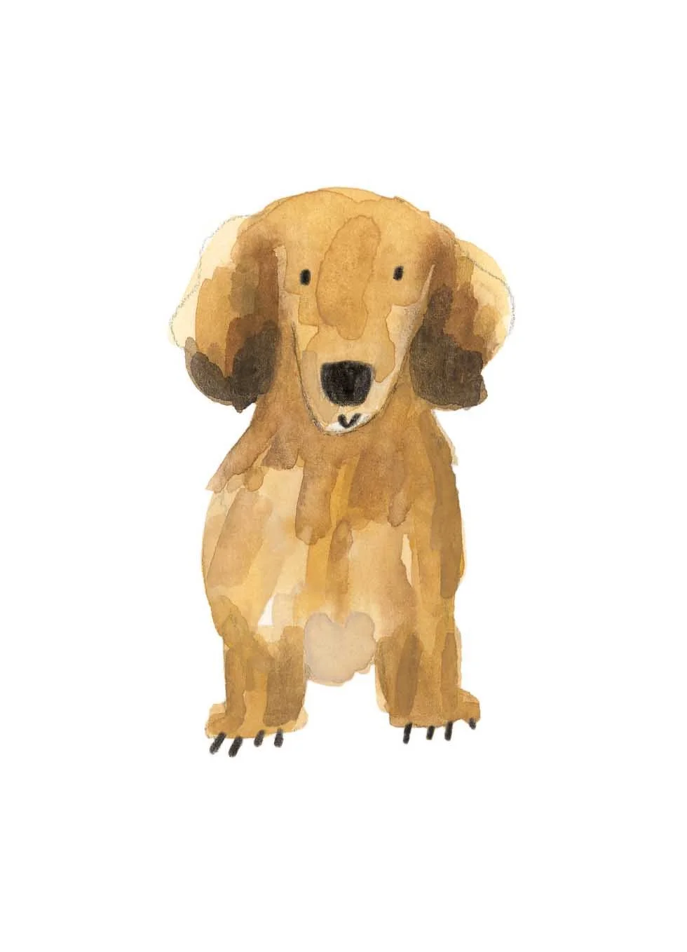 Long haired dachshund 1 online.jpg
