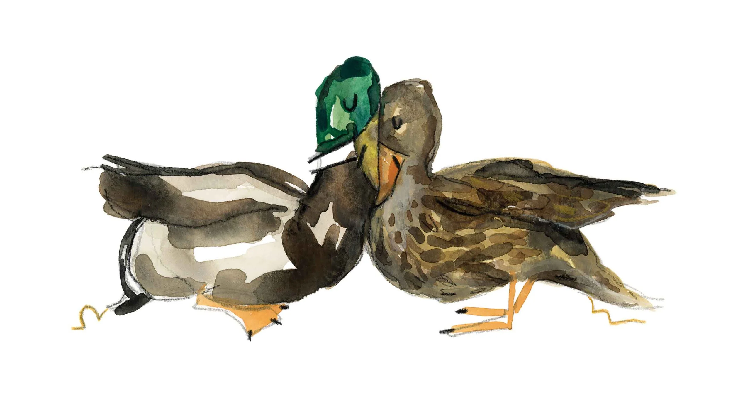 Mallard couple online.jpg