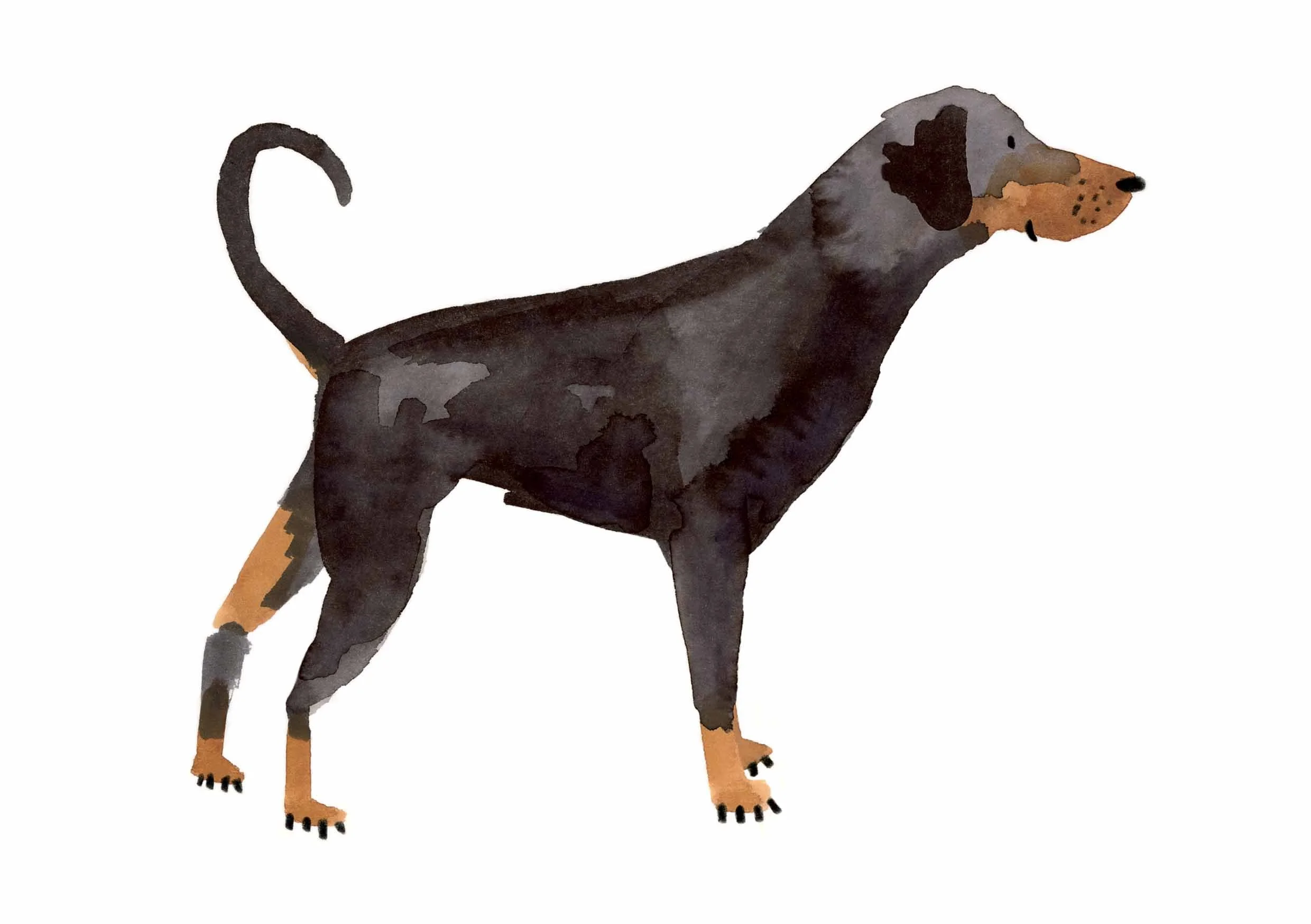 Doberman Print 1 online.jpg