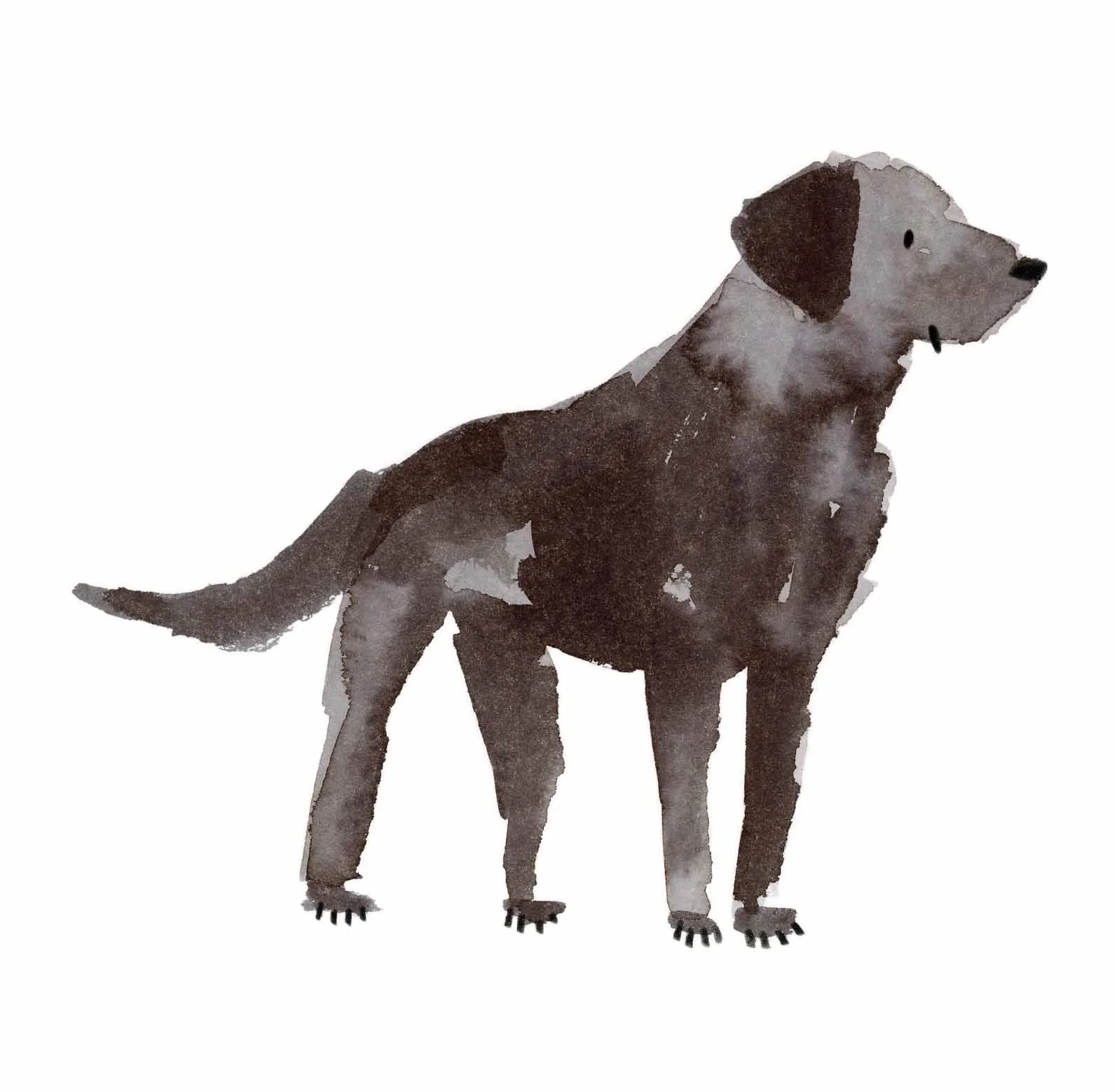 Black Labrador original 3 online.jpg