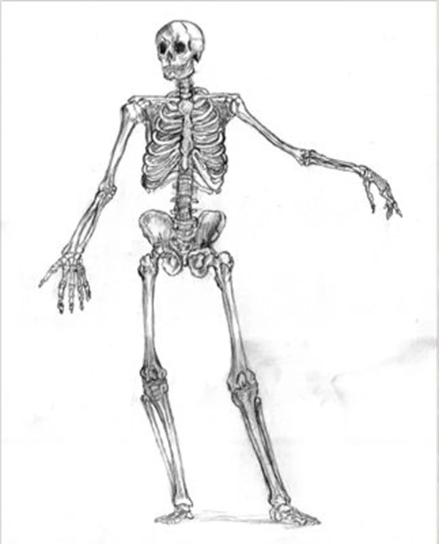 skel2019.jpg