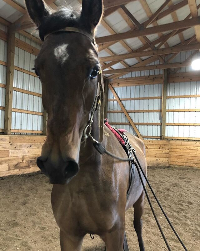 Baby time! Meet Mic, today was his second time in the lines and he&rsquo;s doing great. He&rsquo;s such a smart three year old! Almost time to get on his back 😍