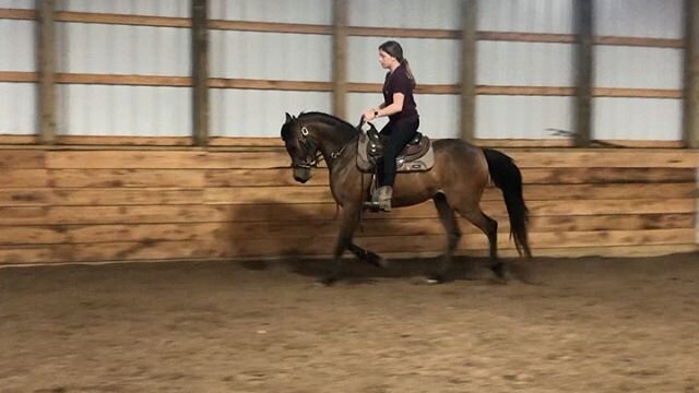 Today was Mic&rsquo;s first ride under saddle! Such a good boy 🐴