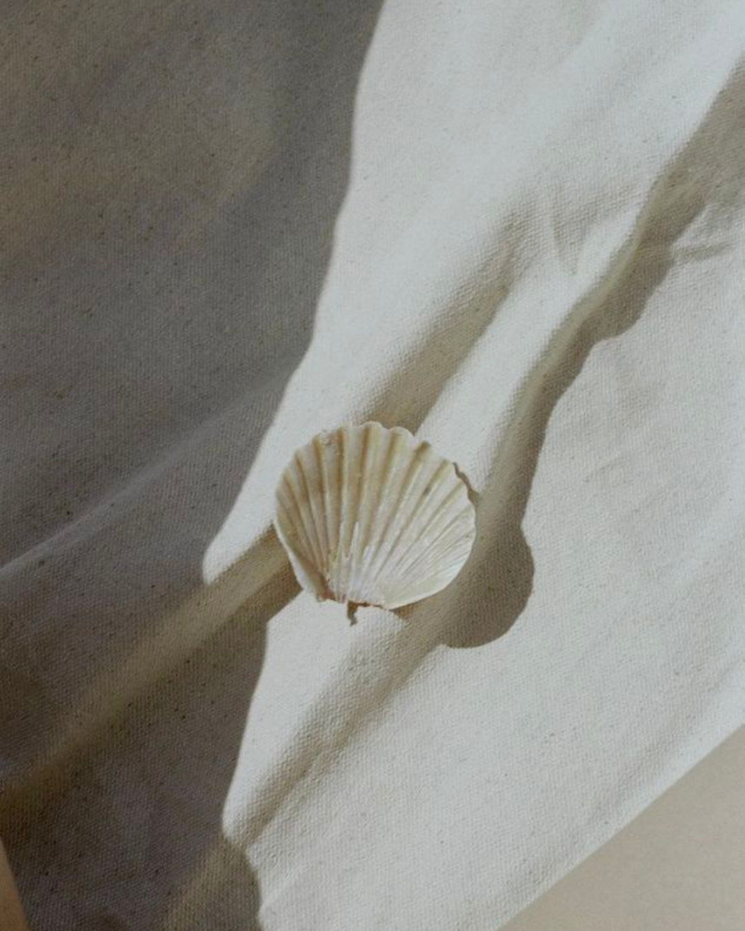 A seashell resting on white fabric with shadows creating a textured background.