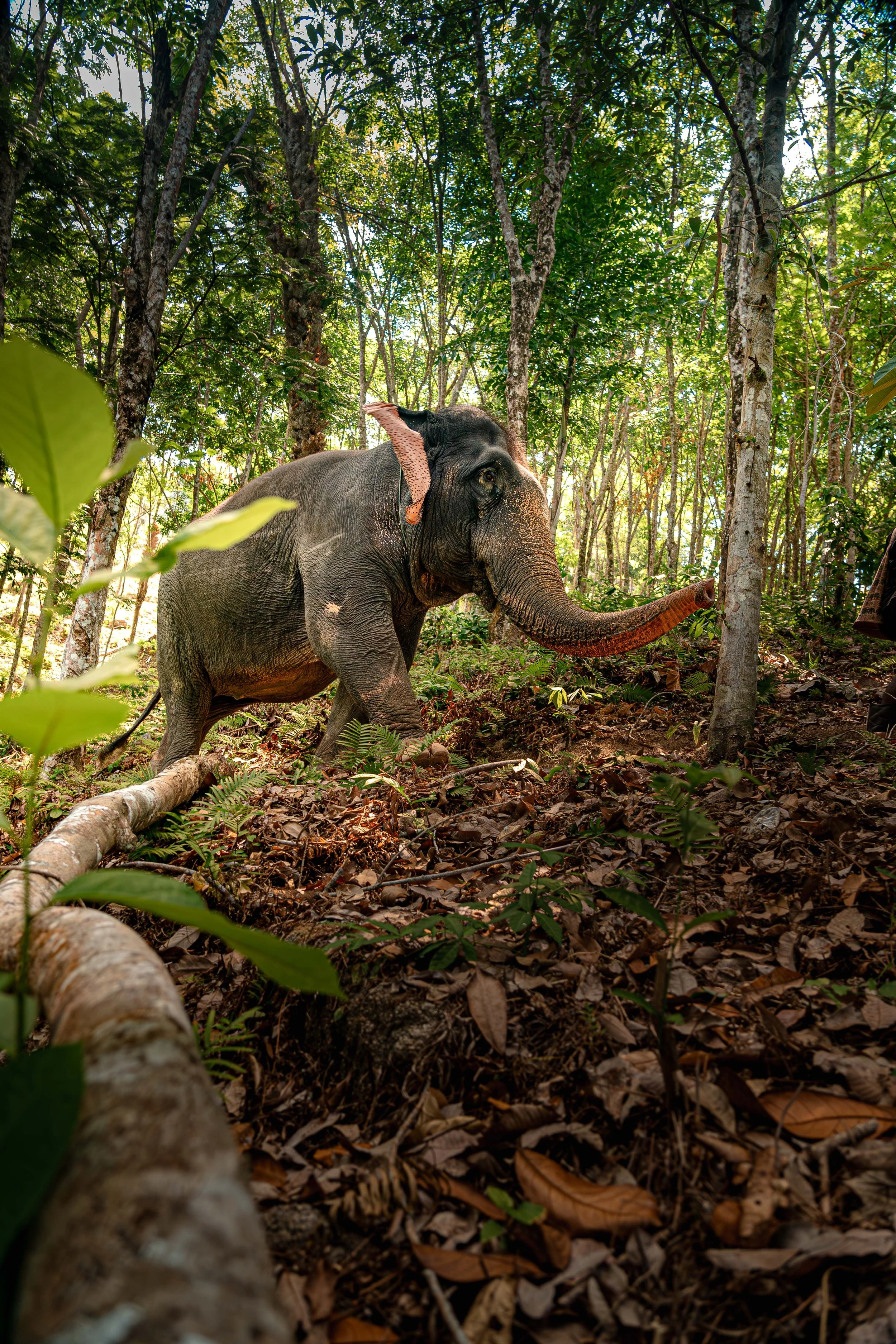 PHUKET_HL-106.jpg