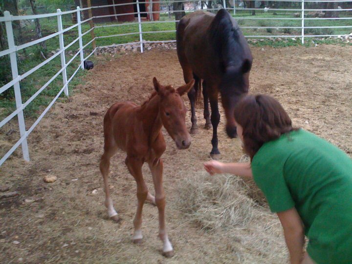 Baby Bailey getting to meet her future for the first time. Already queen of the Pissy Mare Face.