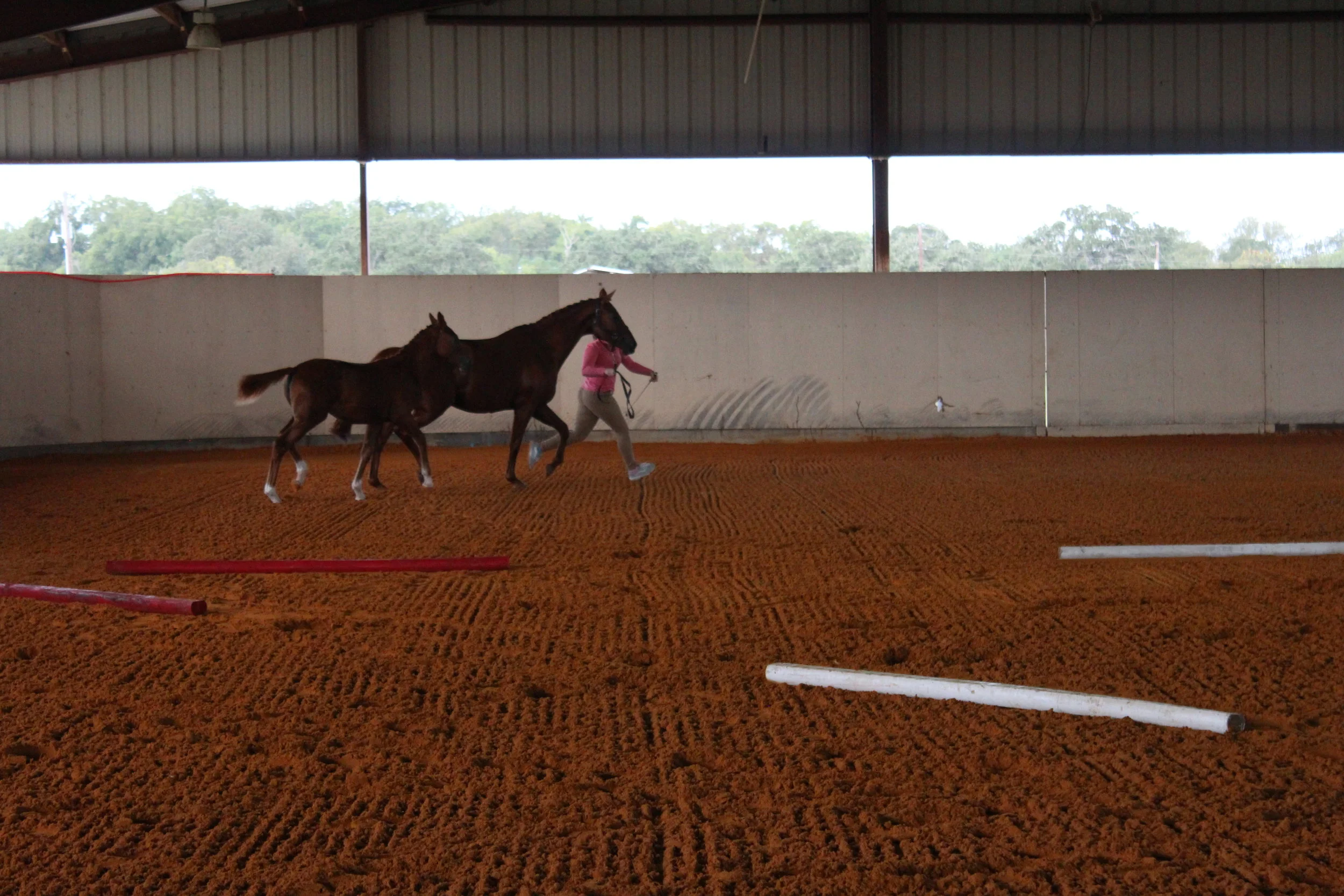 Thanks for showing off your best gaits at inspections, P. All the eye rolls.