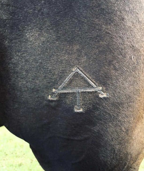 Melissa’s part Trakehner (Appaloosa/Trakehner), Rue, sporting his new American Trakehner Association part-bred brand. Rue was four when he was branded, had even less of a reaction than a foal. The only difference is that the brand will not grow with him like it would a foal. It will stay the same size.