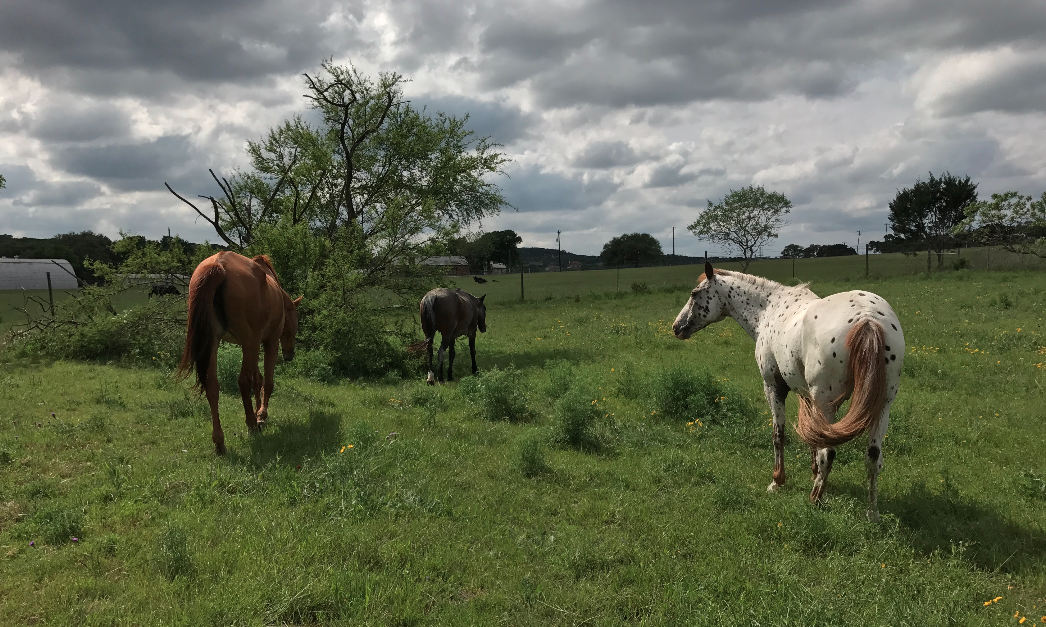 Don’t let the distance fool you - Houdini and Apple became fast friends. It just took a few months.