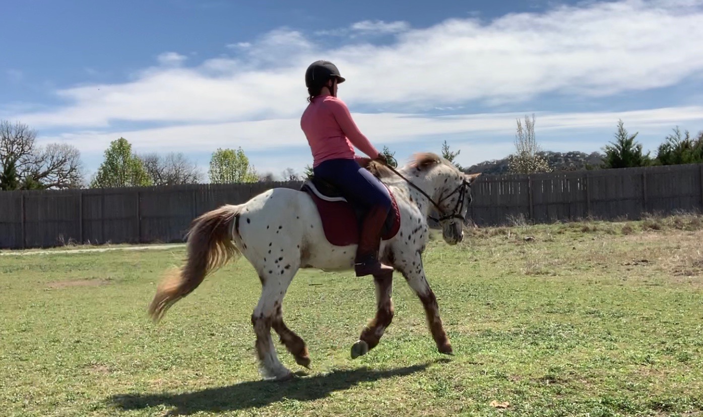 Busted out his big boy canter. Where has this been hidden for 20 years??