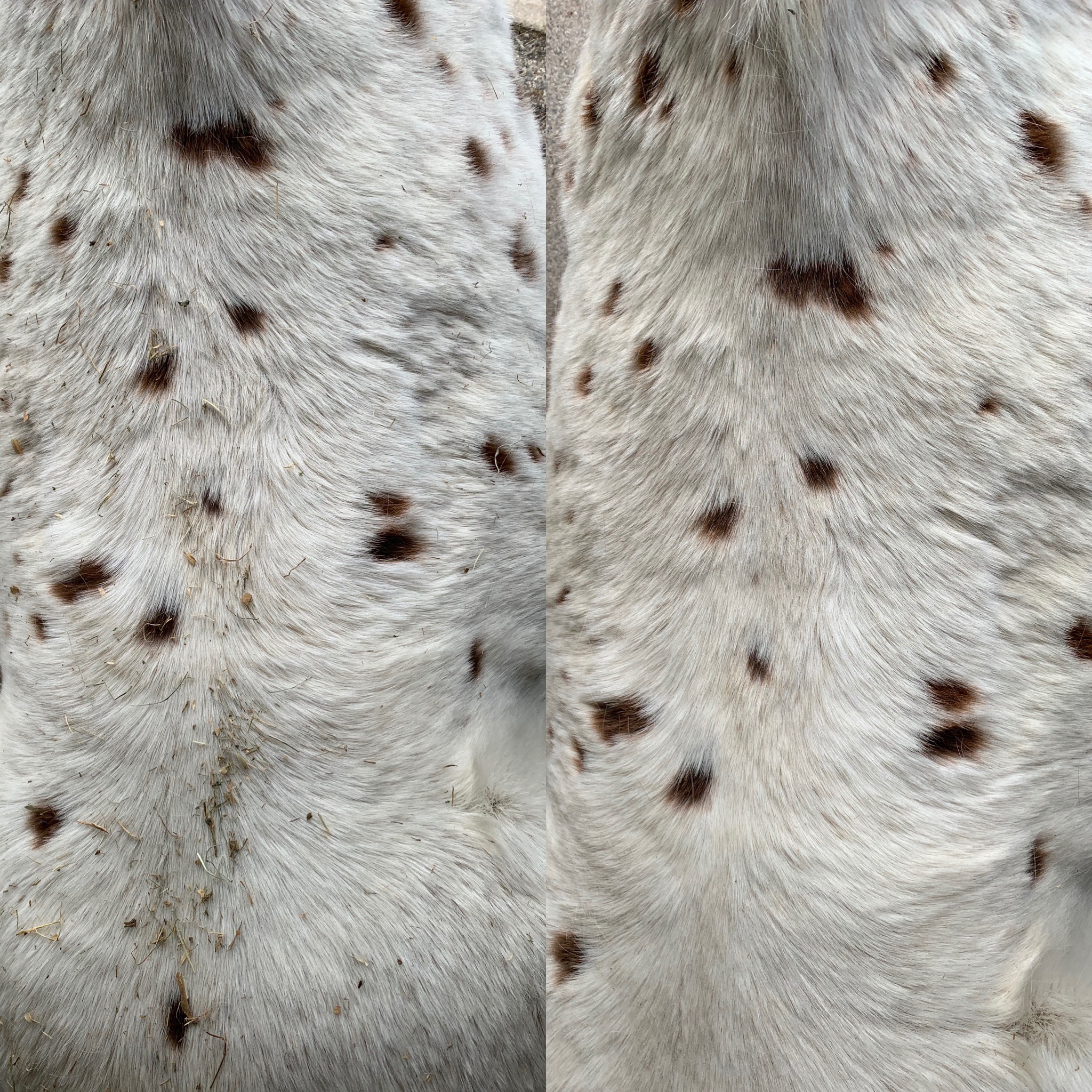 Believe it or not, these are Apple on TWO very different occasions. He is a hairy, dirty old man. The left is before grooming with the StripEasy, and the right is obviously after.