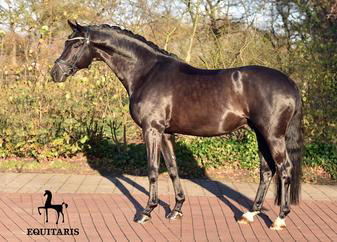 Herakles TSF.