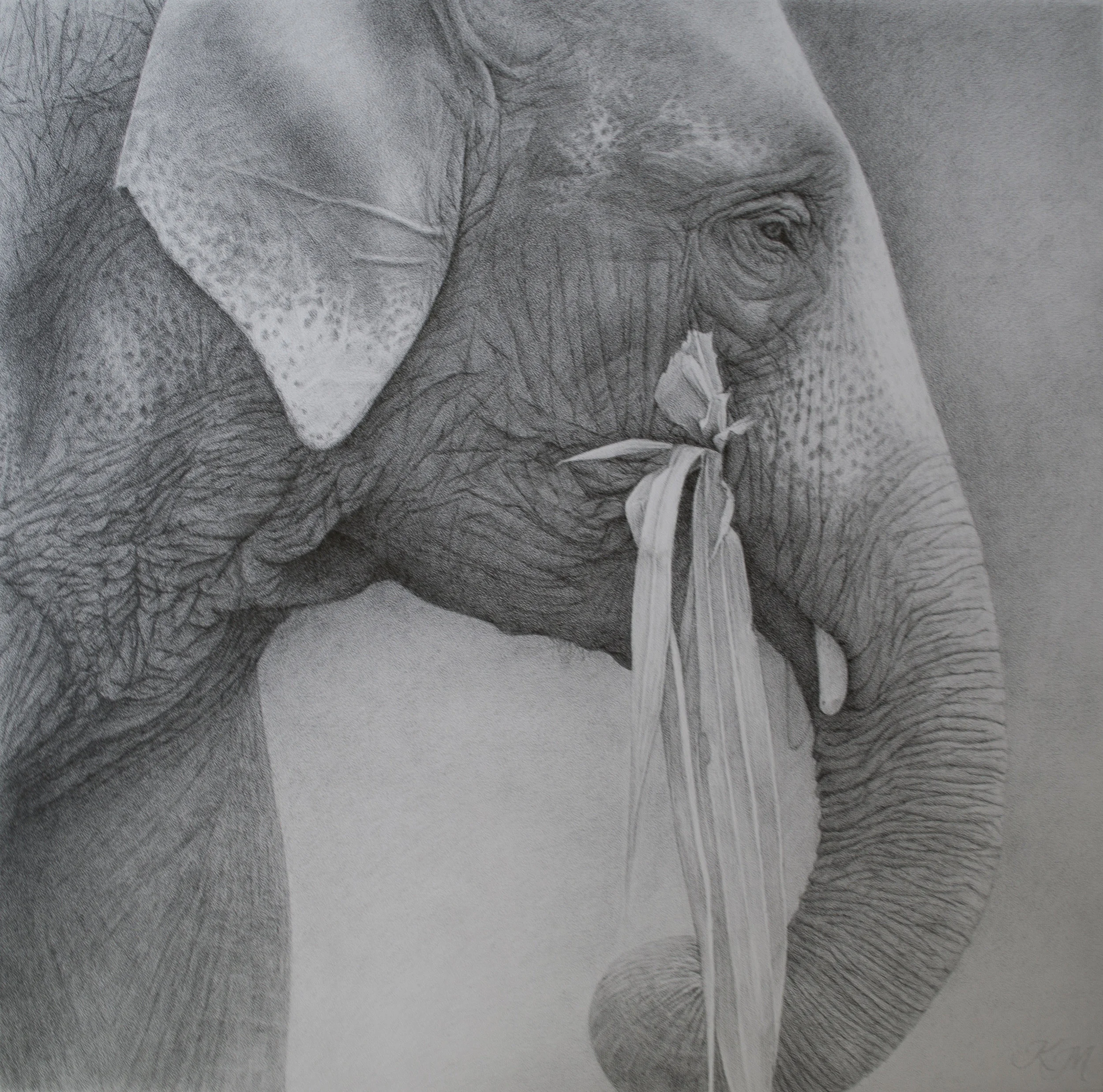 Tembo #3