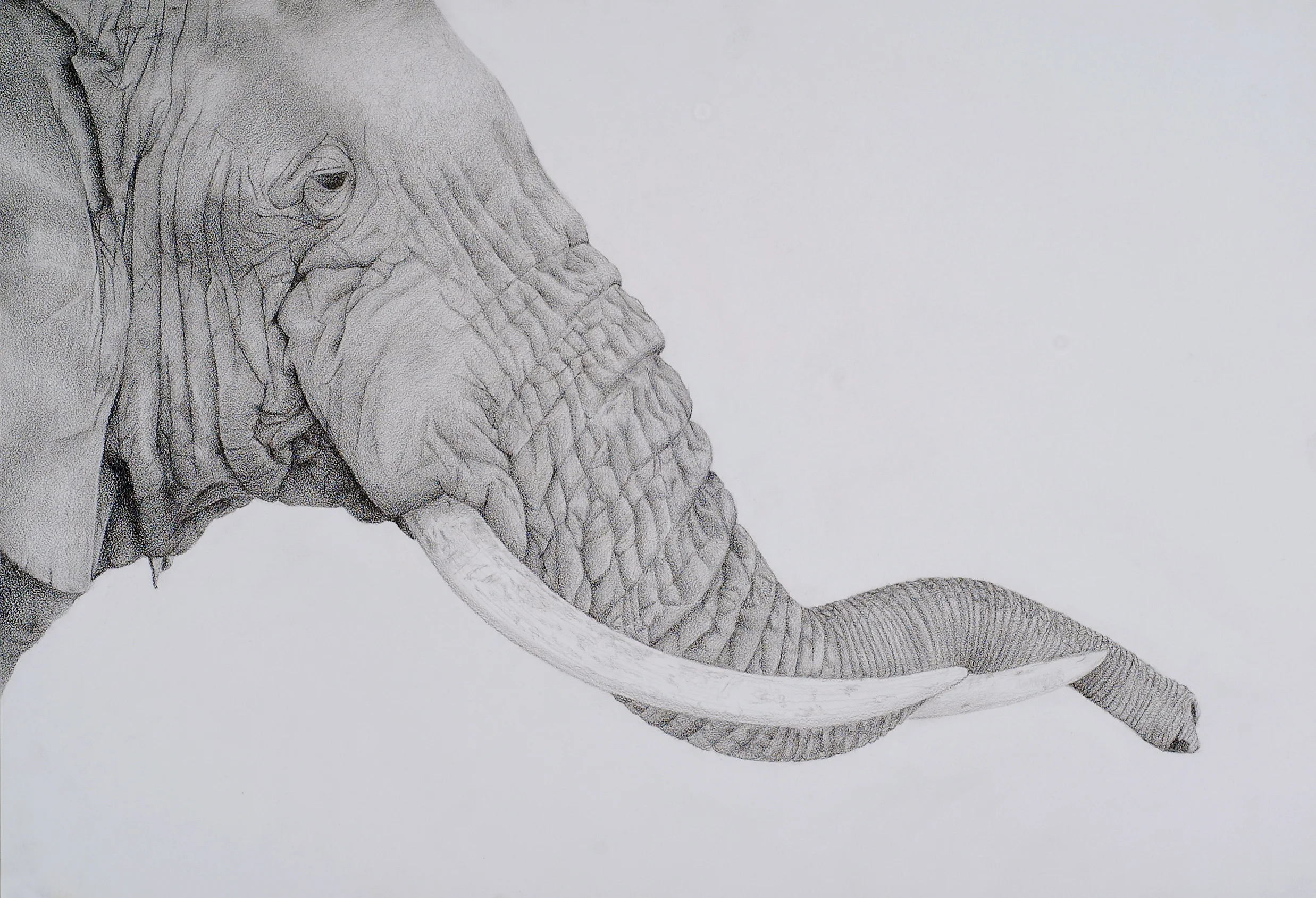 Tembo #1