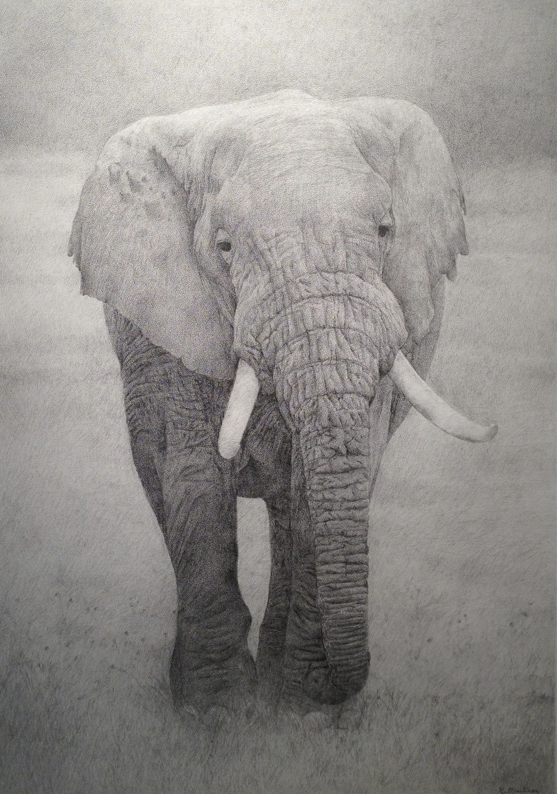 Tembo #2