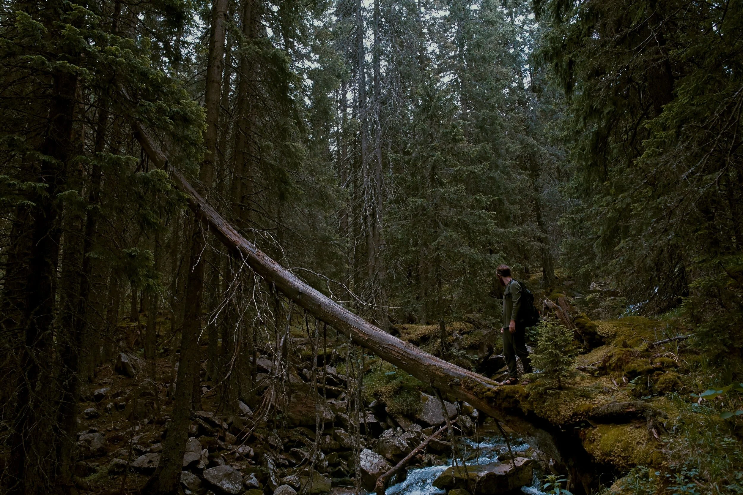 Root and Branch Petition