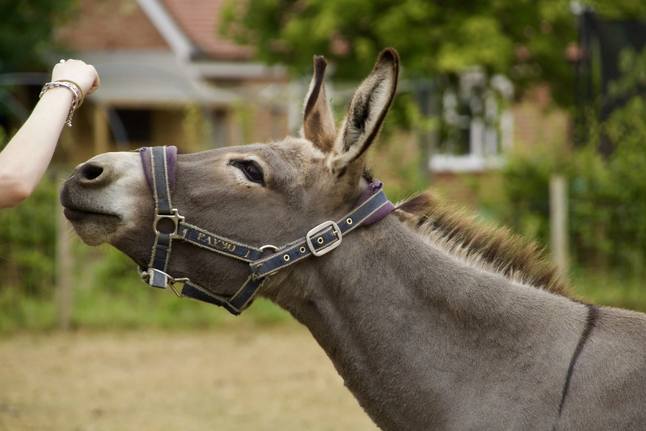 Donkeys Making Noise Sound Like A Deathly Asthma Attack