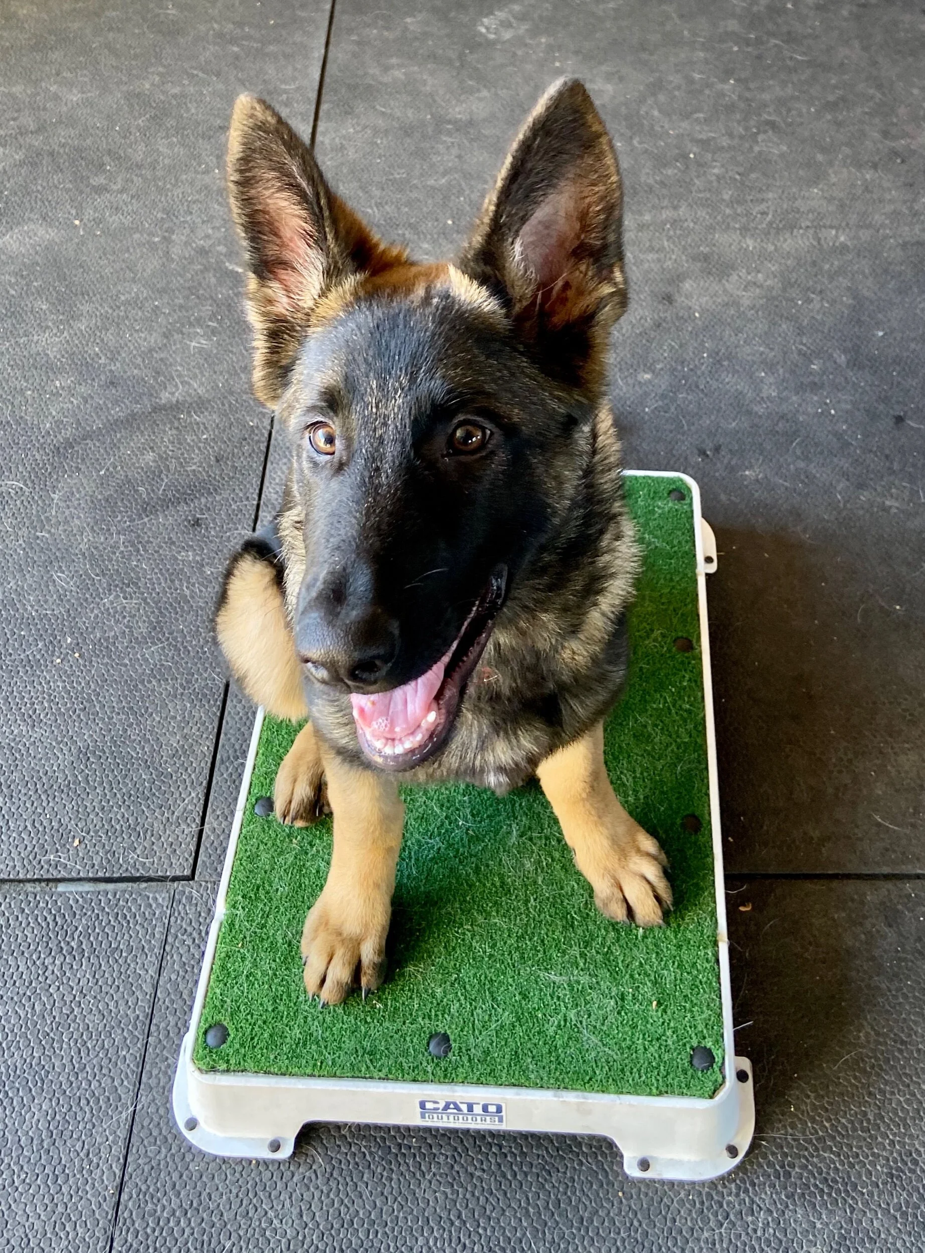 nosey dog training