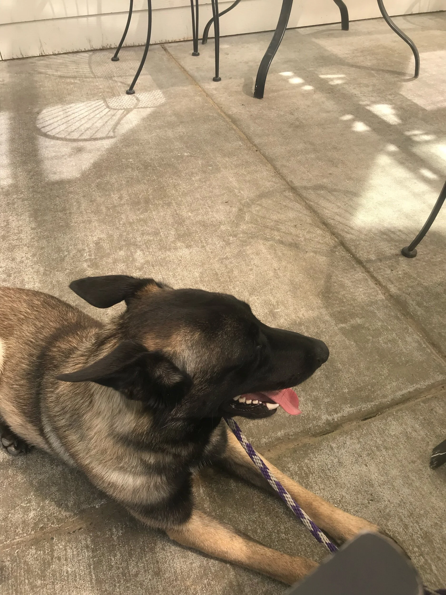 nosey dog training