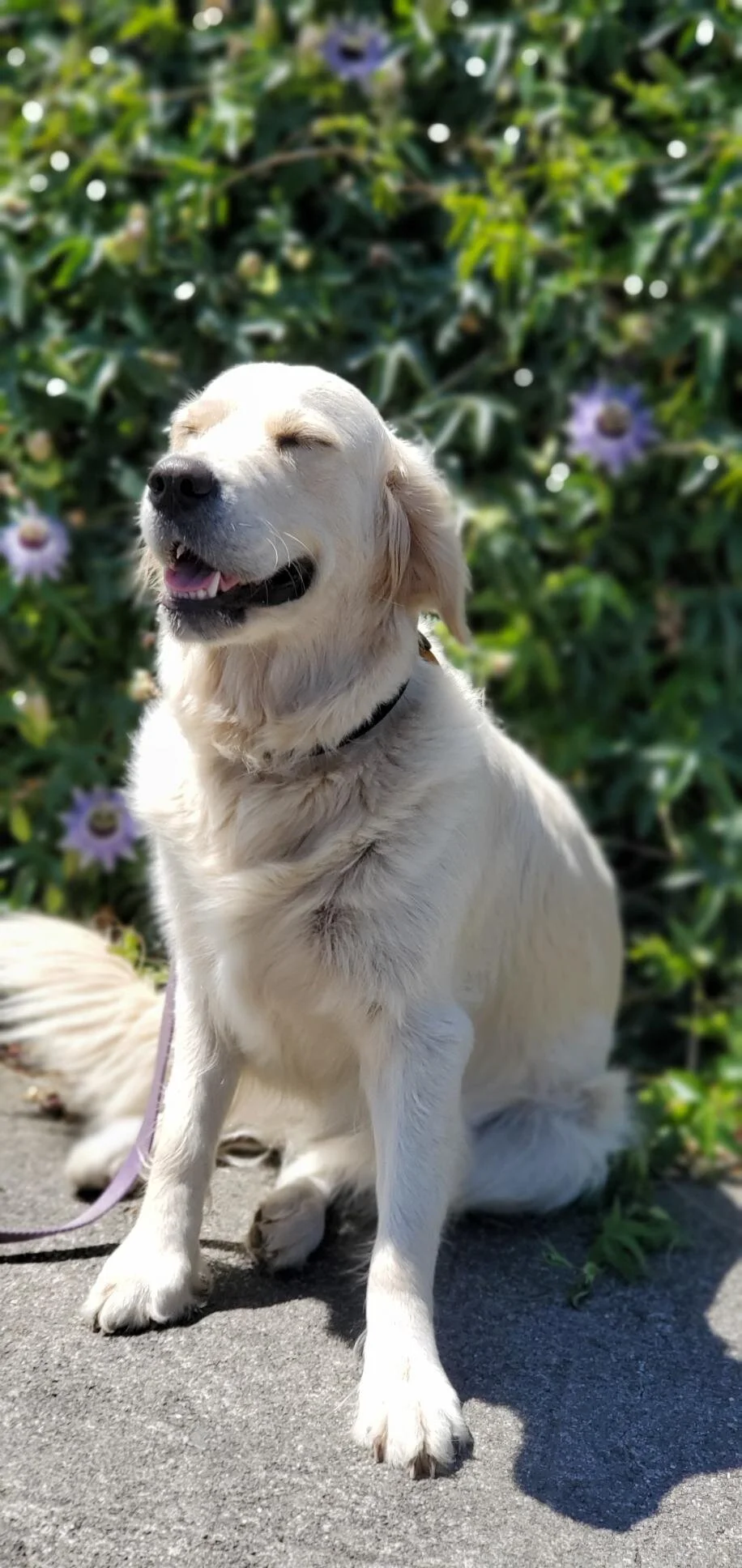 nosey dog training