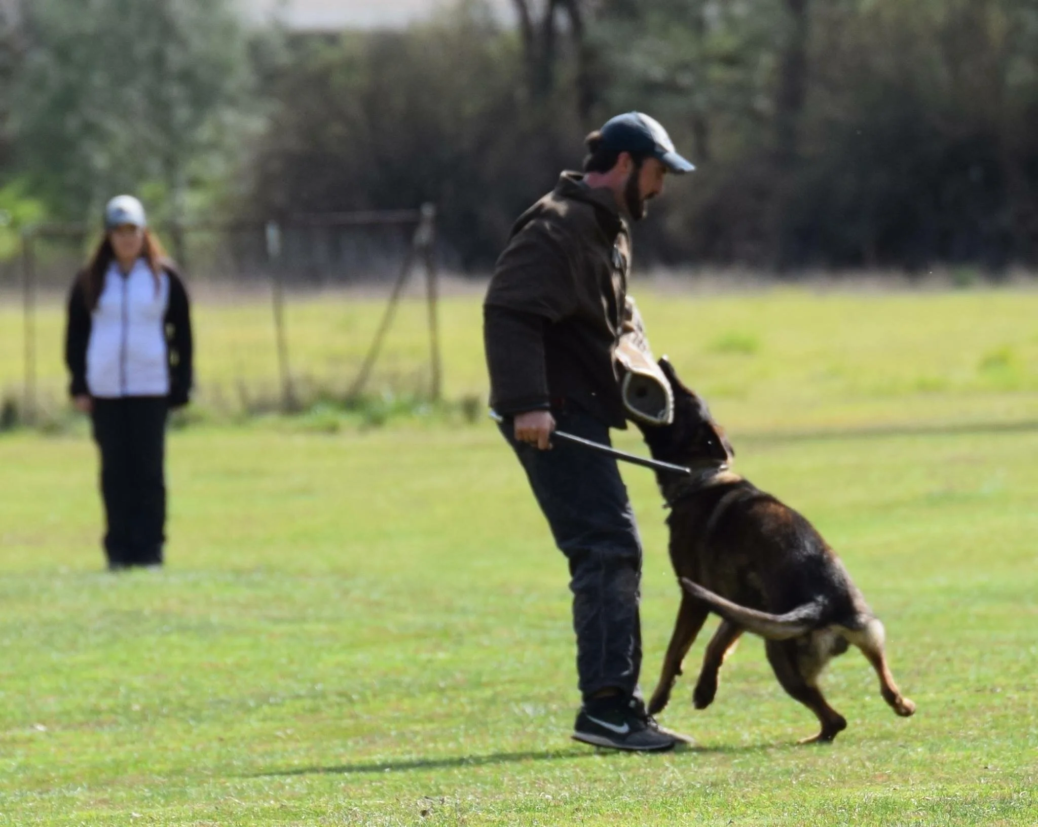 nosey dog training