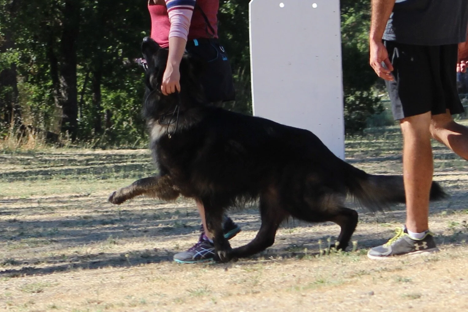 nosey dog training