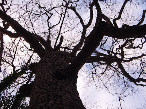 Ivy Tree 2-3.jpg