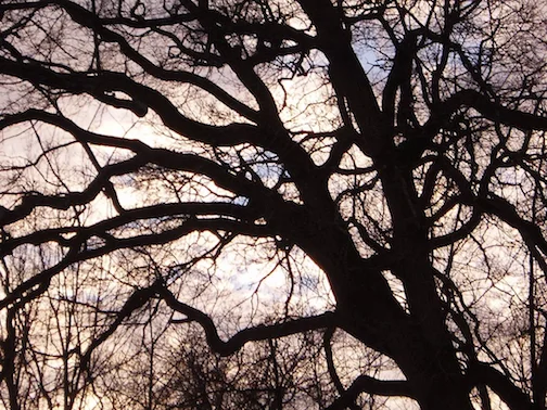 Branches and Sky.jpg