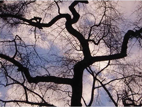 008 Dancing Tree.jpg