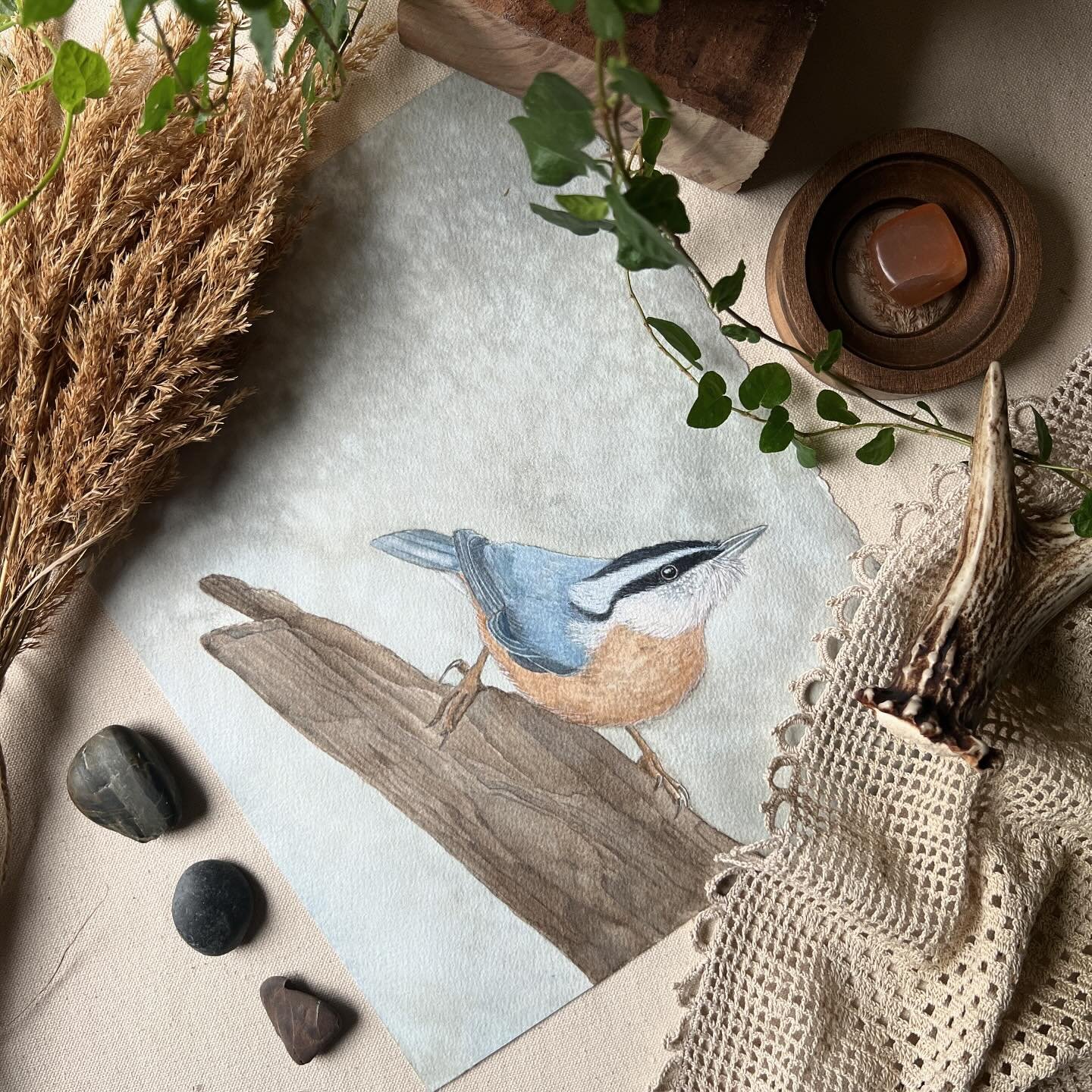 Nuthatch is finished. They are such funny little birds. When they come to the feeder they fling seeds until they find the best one. They often land with their head facing downward and will hide seeds between the bark on the spruce tree. 💚 
.
.
.
.
.