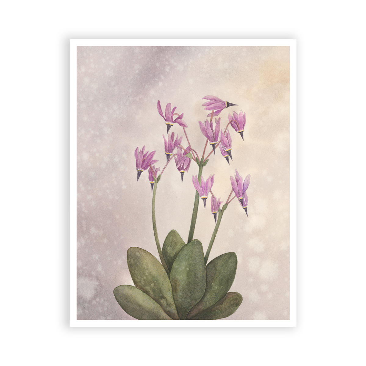 WebPrints Shooting Star.png