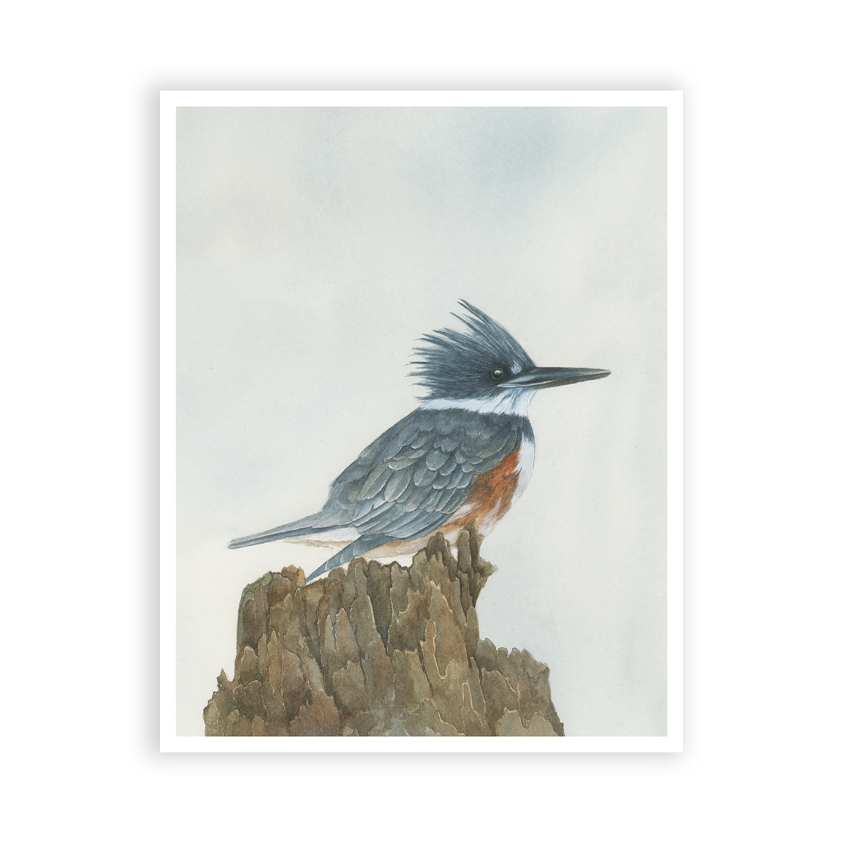 | Kingfisher | Print