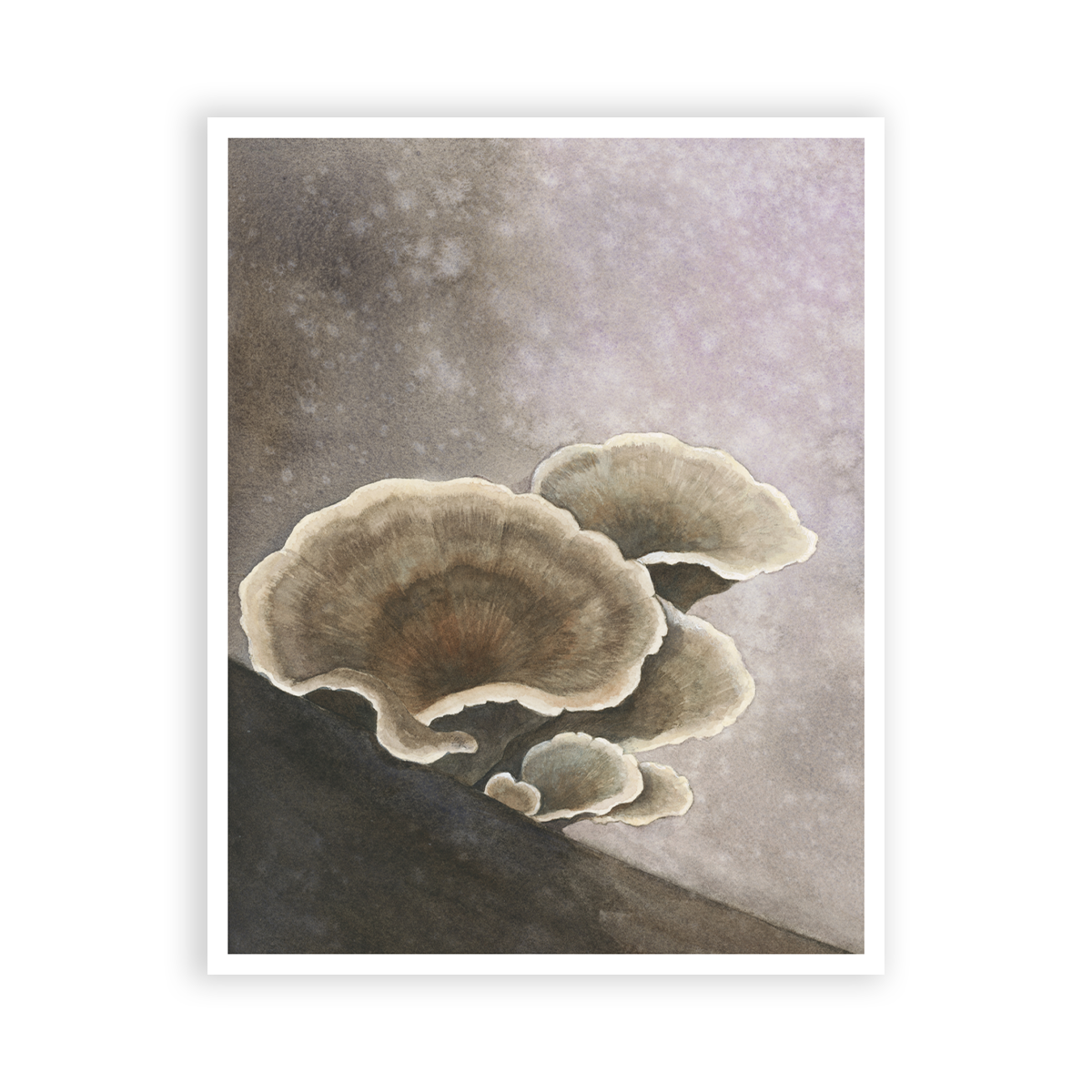 | TURKEY TAIL MUSHROOMS | PRINT
