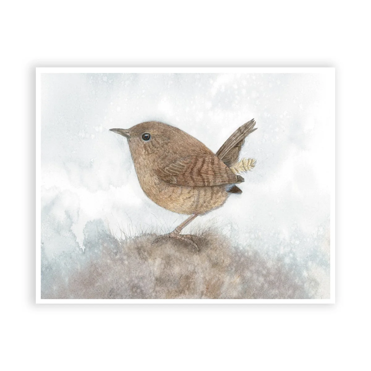 WebPrints Little Wren.jpg