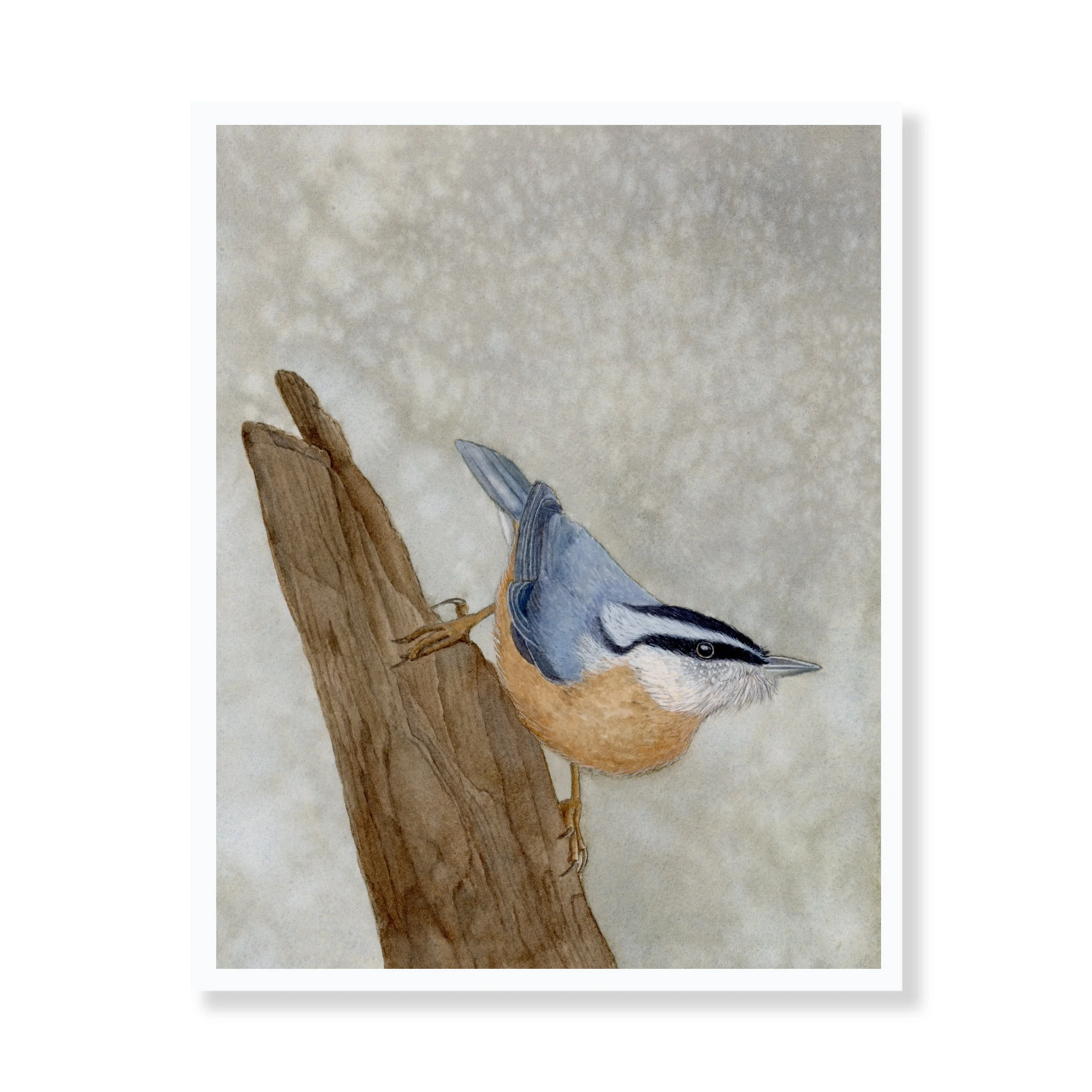 Web Nuthatch Print.jpg