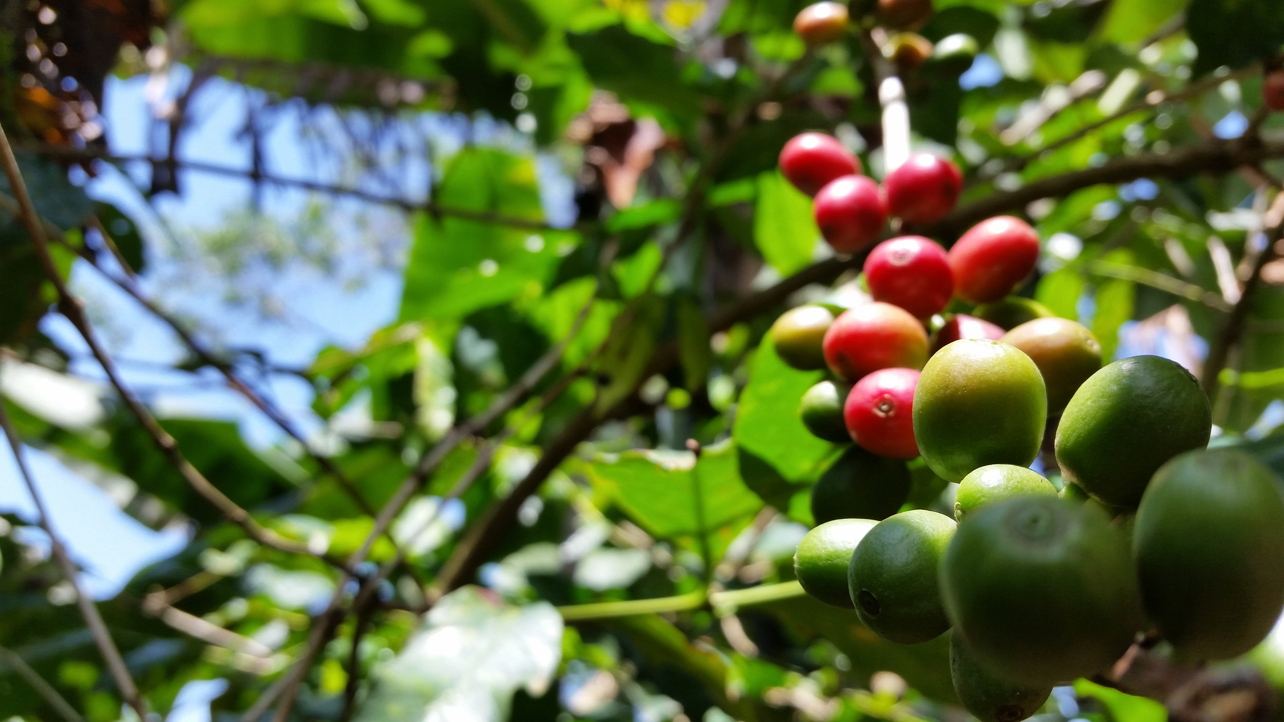 cherries.jpg