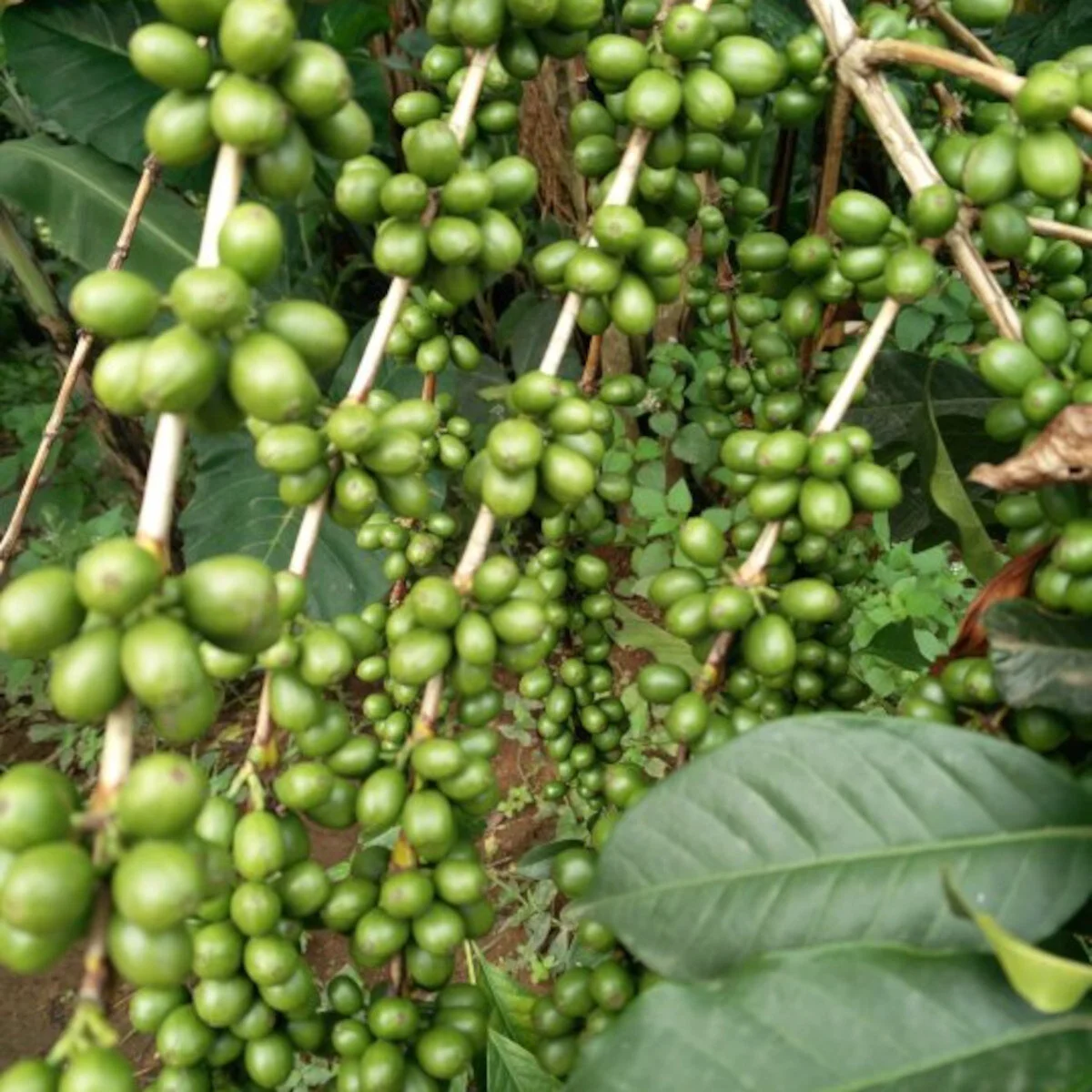 Brewing all the Good We Can: 2018 Endiro Growers Farm Report