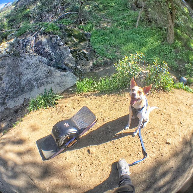 Happy dog! 🐶 Ginger &hearts;️ @onewheel @ginger_and_lani #bronsoncanyon #trail #hiking #california #thehills #outdoors #thegreatoutdoors #sunny #springsummer2019 #happydog #dogsofinstagram #onewheel #onewheelnation #onewheelxr