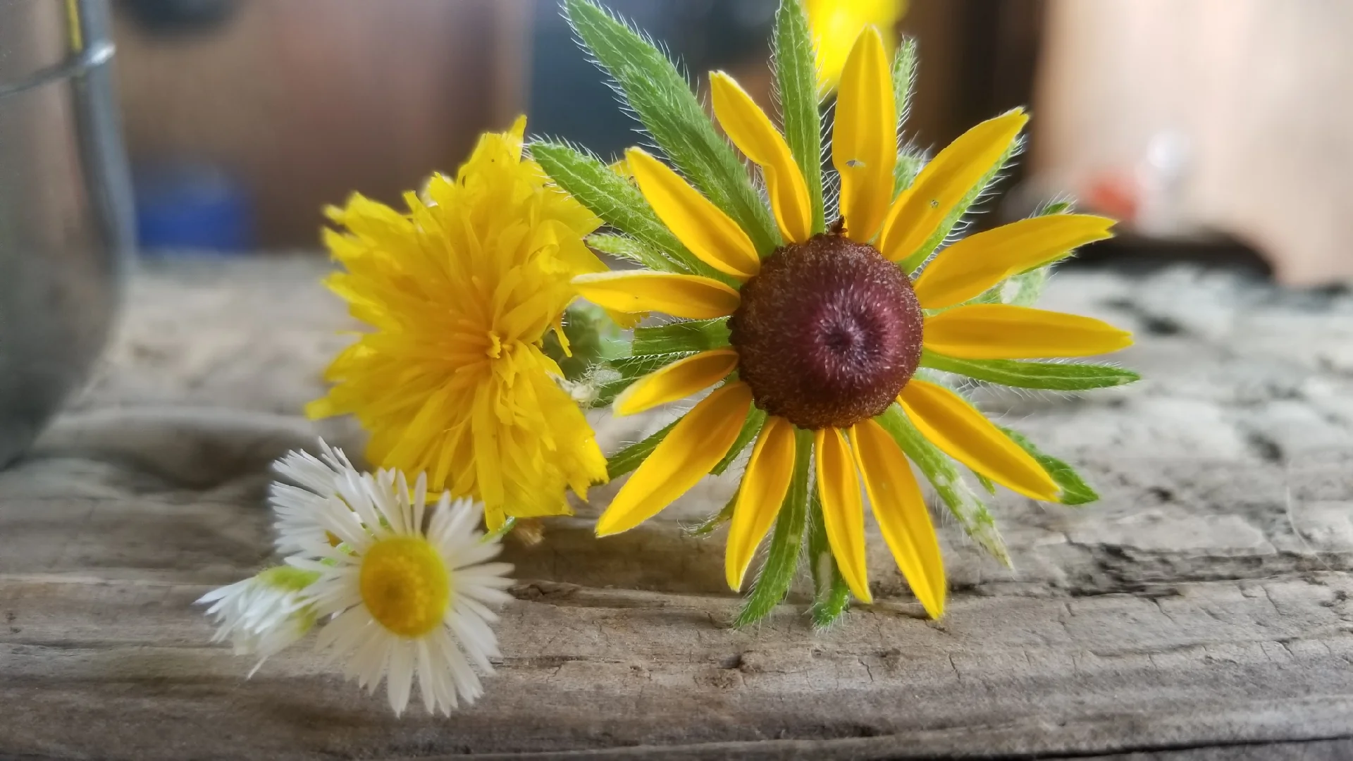 How can YOU help the bees?