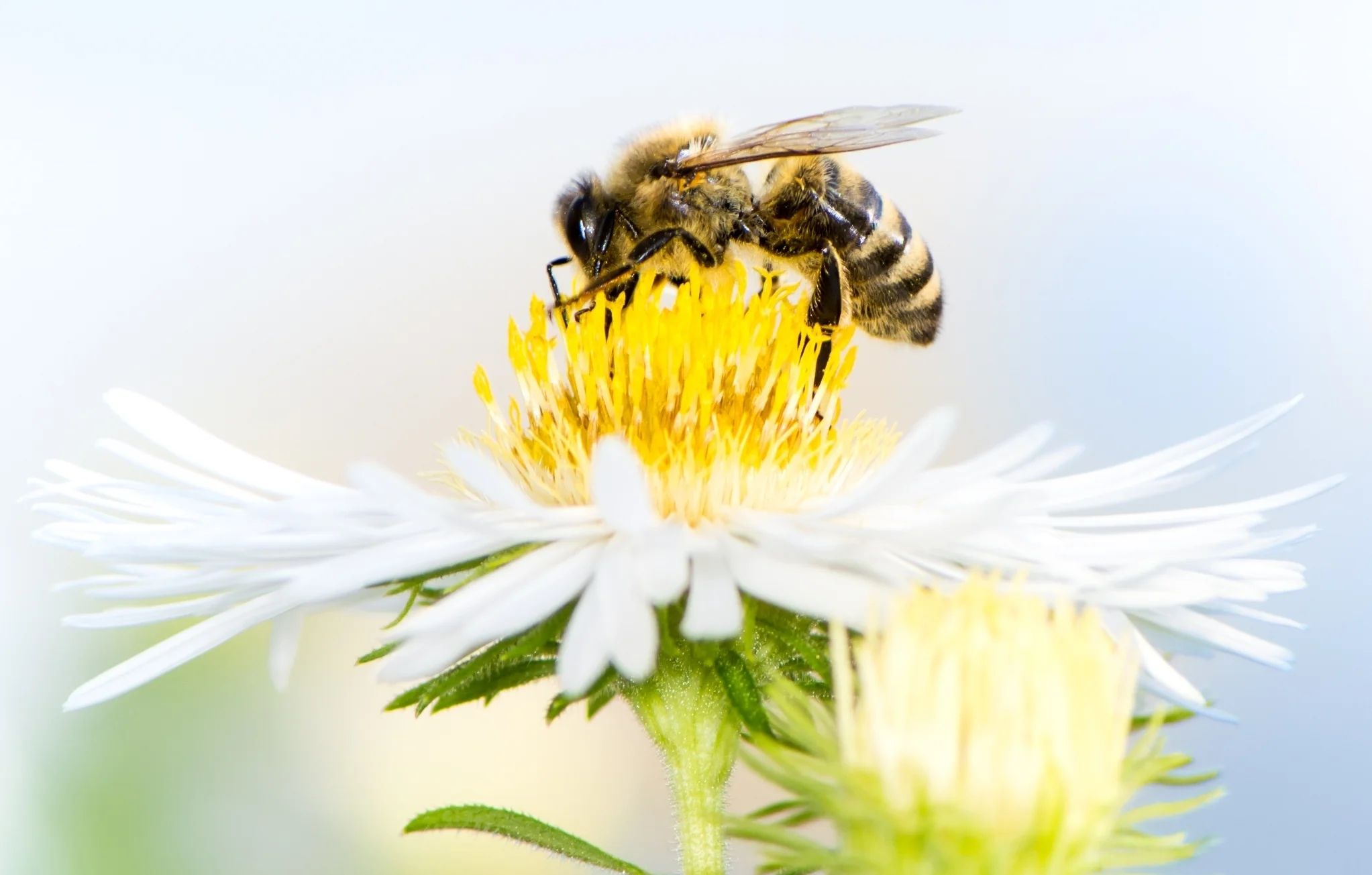 white bee picture 2.jpg