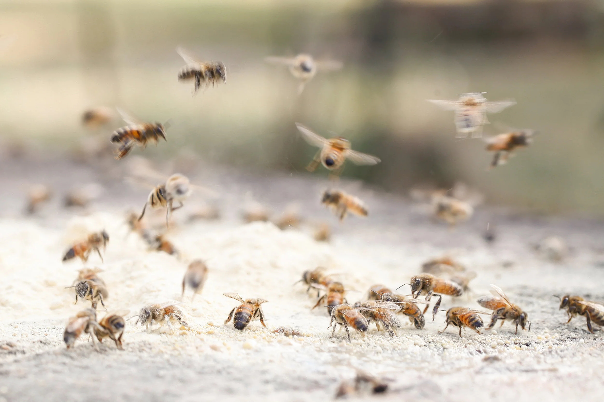 bees flying ap23.jpg