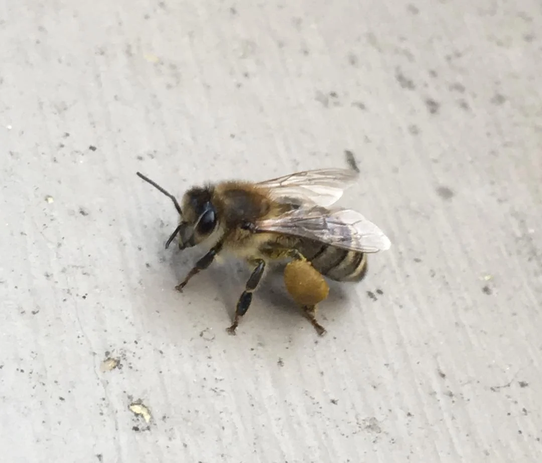 bee w propolis maybe.jpg