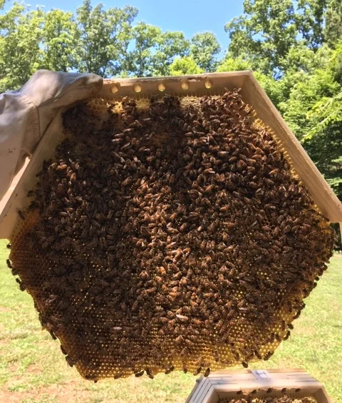 In Hive Sessions 2021