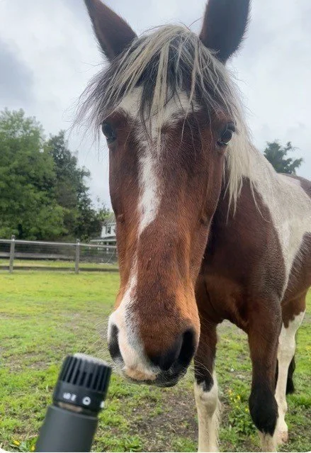 HORSE SENSE-Songs and Sounds of Nature