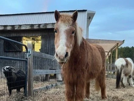 HORSE SENSE-Building Healthy Community