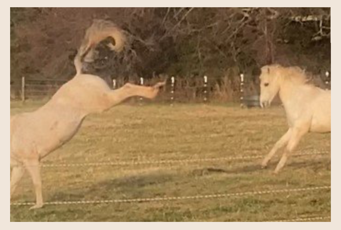 HORSE SENSE-Preserving the Free Spirit of our Herd