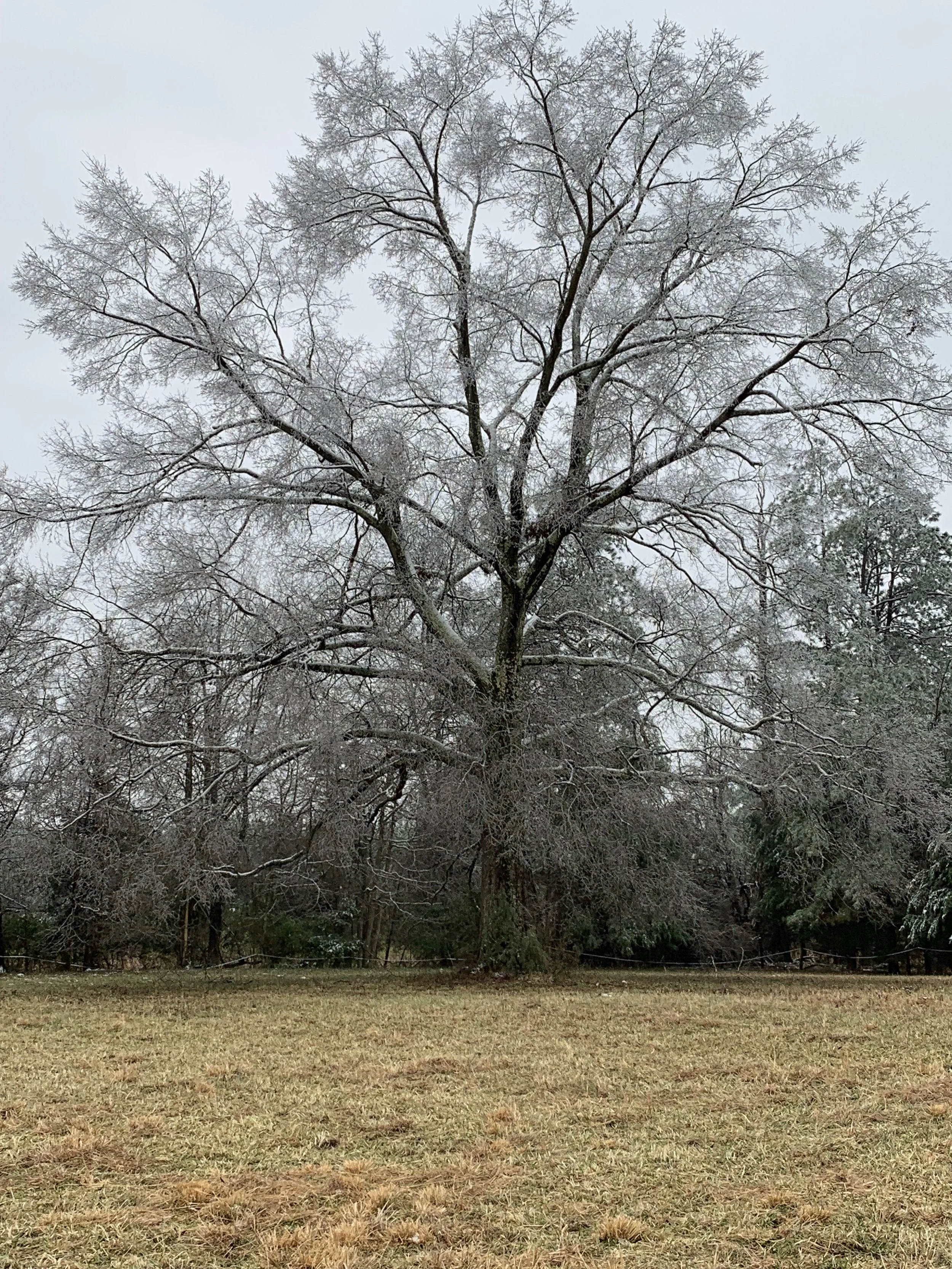 Connecting to our ROOTS