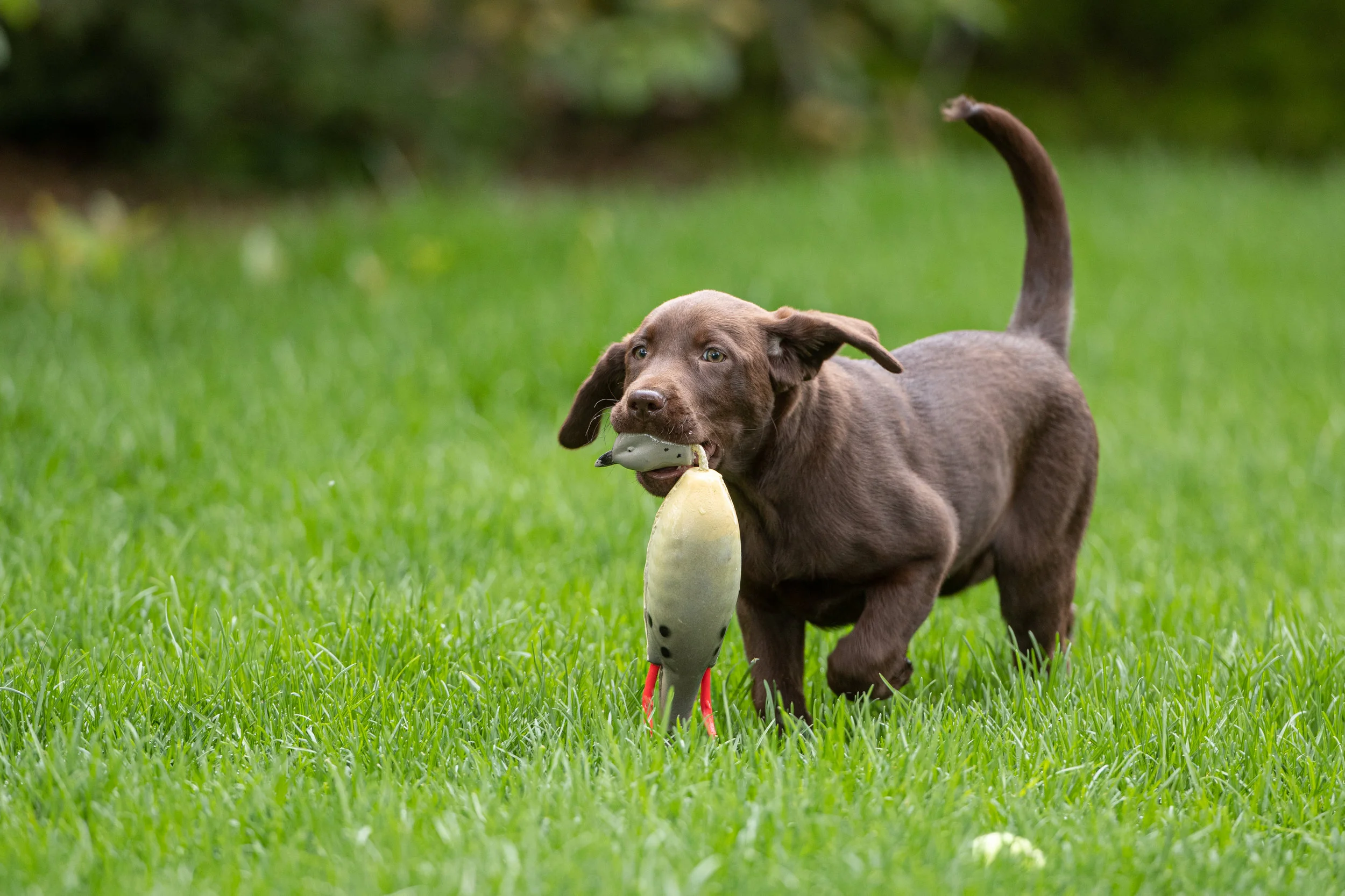 dummies dog training